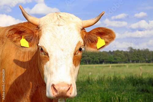 Gl  ckliche Kuh auf der Weide