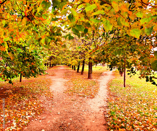 beautiful colorful autumn park