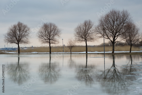 Trees in water at spring