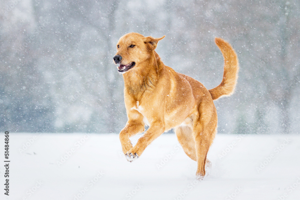 Mischlingshund im Schnee Mischlingshund im Schnee