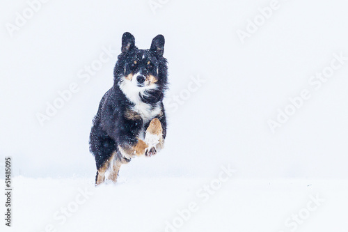 Mischlingshund im Schnee