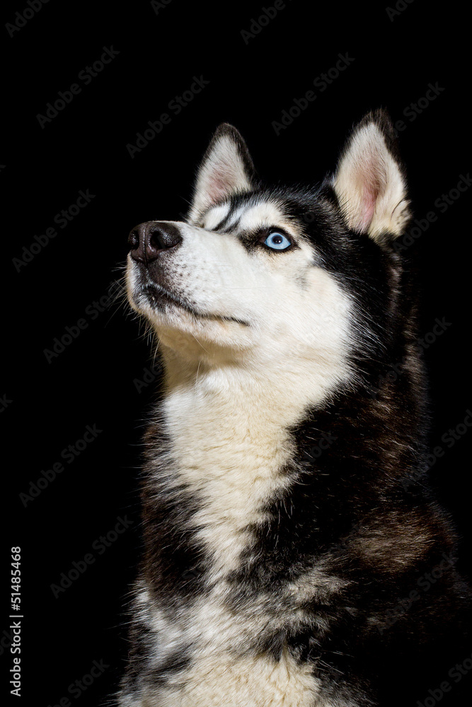Husky im Studio Husky im Studio