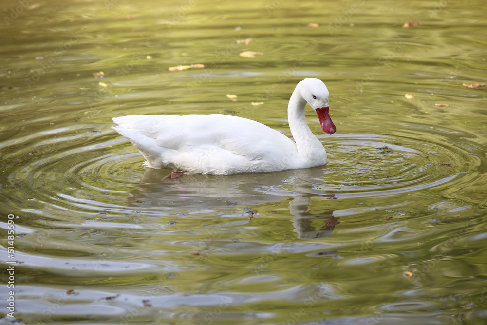 Naklejka premium Schwan