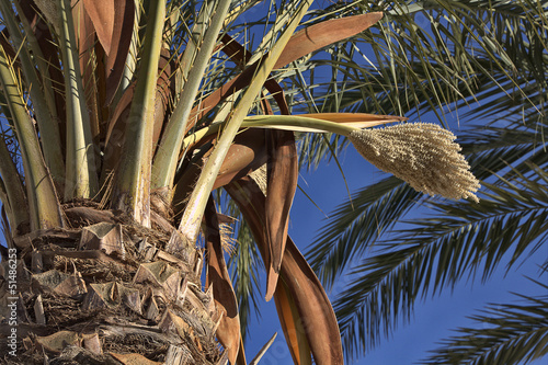 detail of palm trees with clusters of dates photo