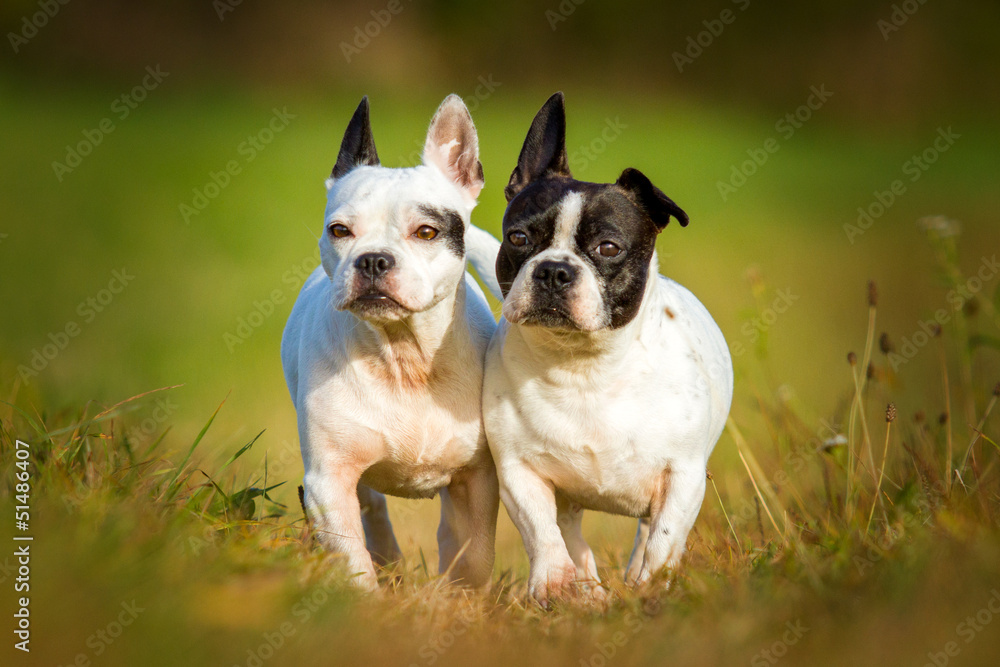 Französische Bulldoggen rennen