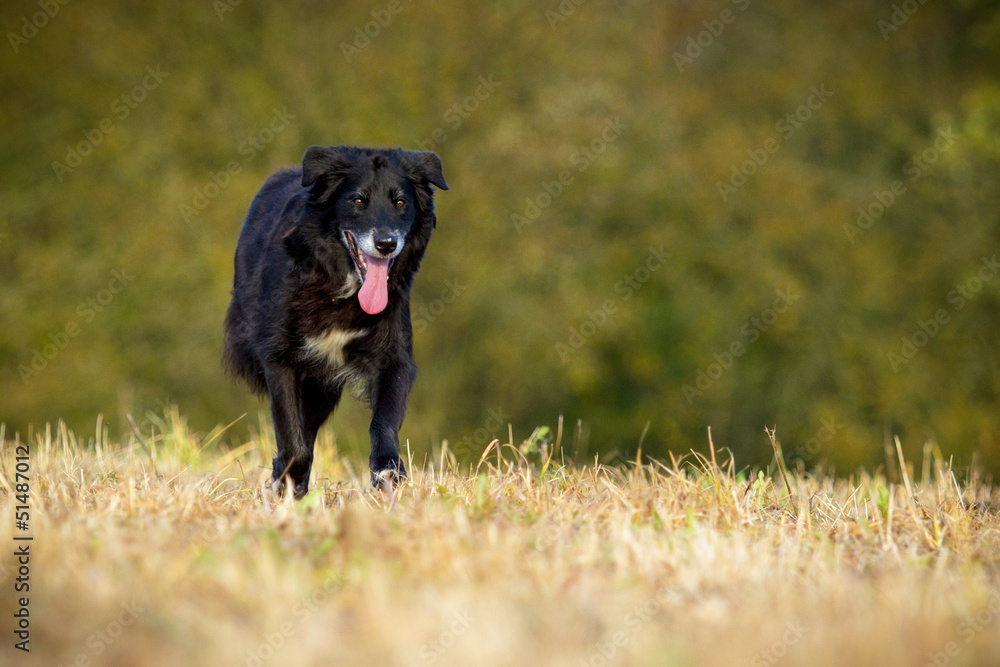 Hütehundmischling