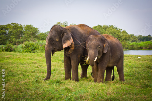 Thai elephants