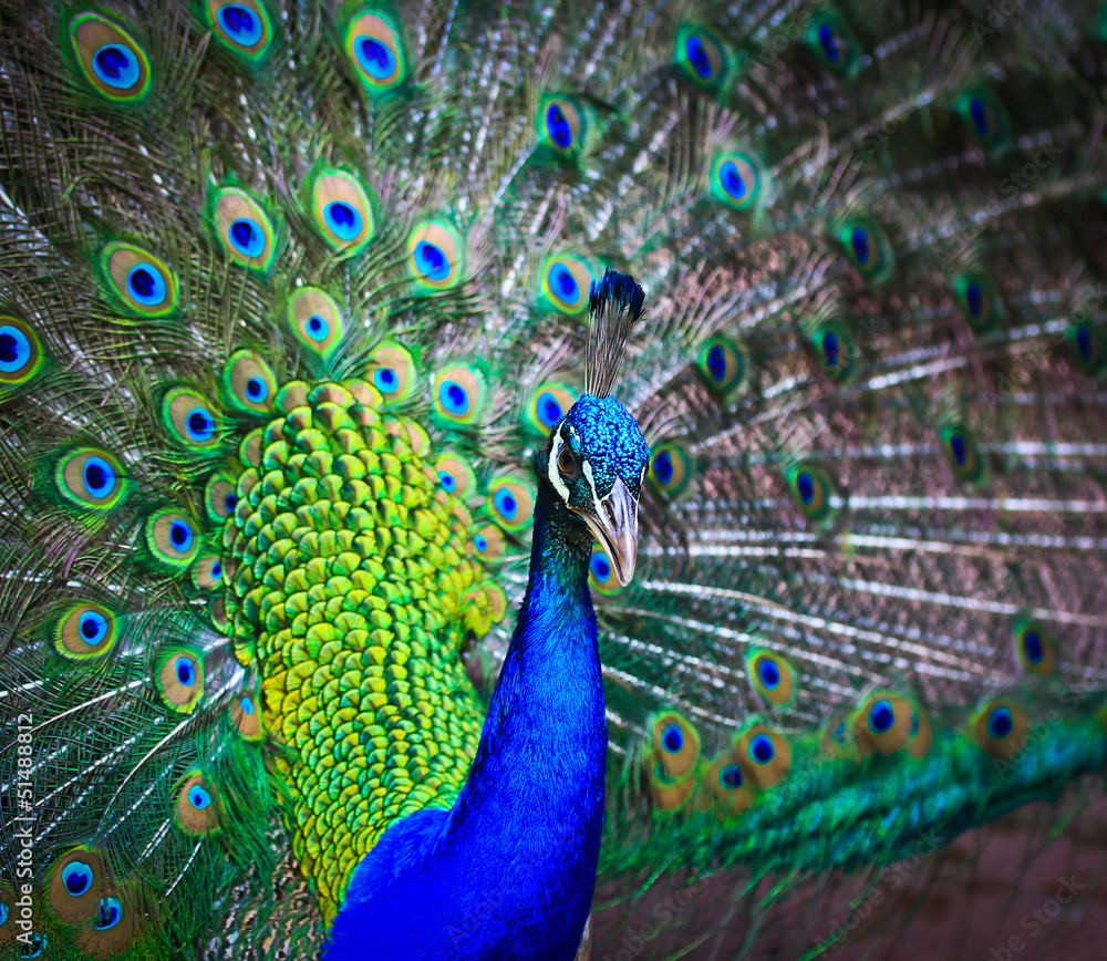 Fototapeta premium Peacock