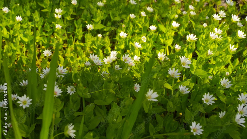 Wild flowers on a background of green grass in the spring Wild flowers on a background of green grass in the spring