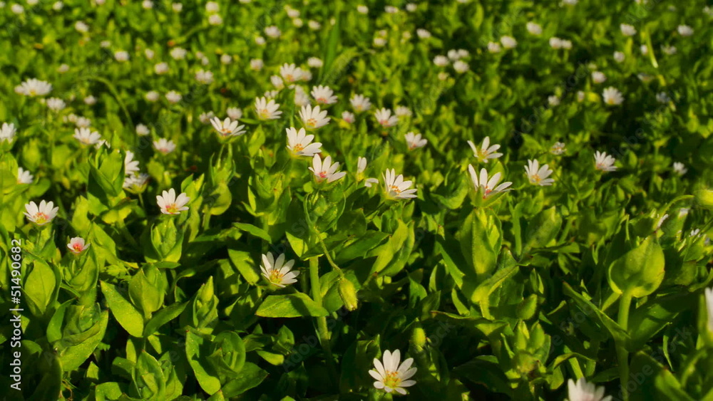 Wild flowers on a background of green grass in the spring Wild flowers on a background of green grass in the spring