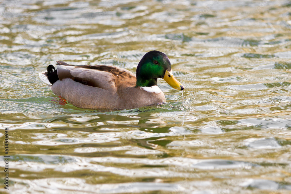 Obraz premium mallard duck