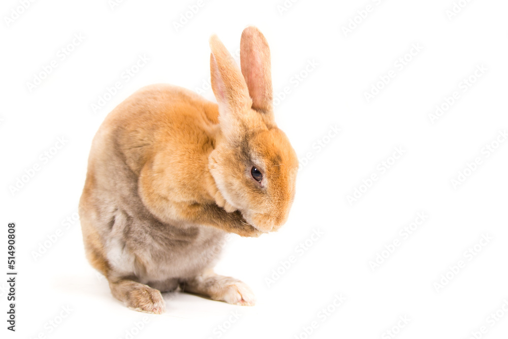 Rabbit on white background Rabbit on white background