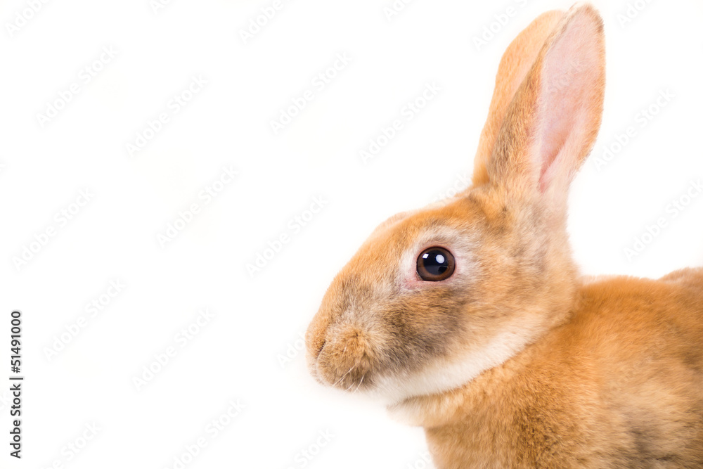 Rabbit on white background Rabbit on white background