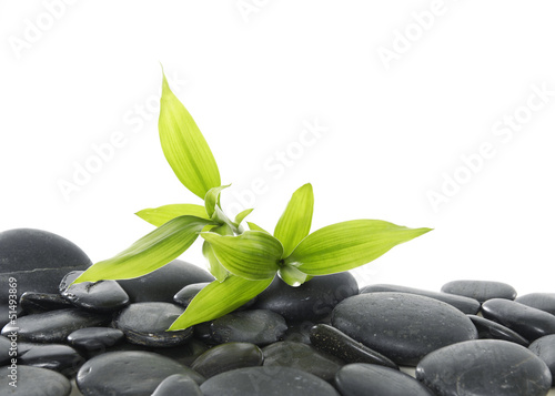 Green bamboo with leafs on pebbles