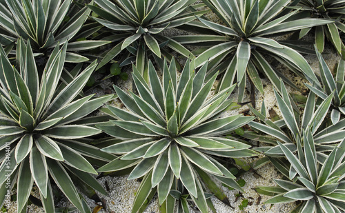yucca cactus desert plants