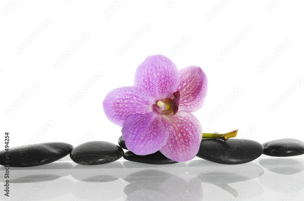 Fototapeta premium macro of pink orchid on pebble