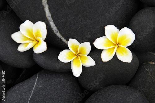 Three frangipani flowers and pebbles background