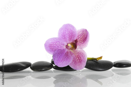 macro of pink orchid on pebble