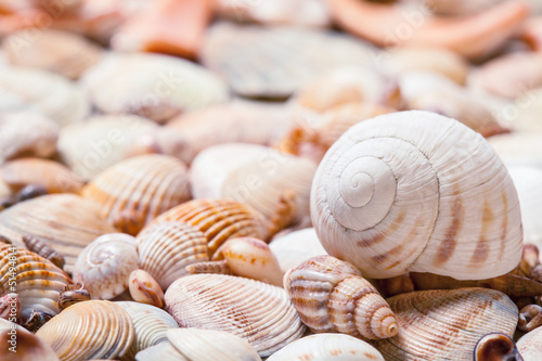 Seashells background © zest_marina