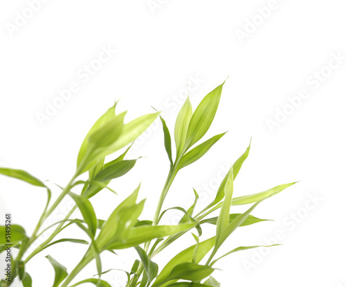 Fototapeta Naklejka Na Ścianę i Meble -  Bamboo sprout on white background