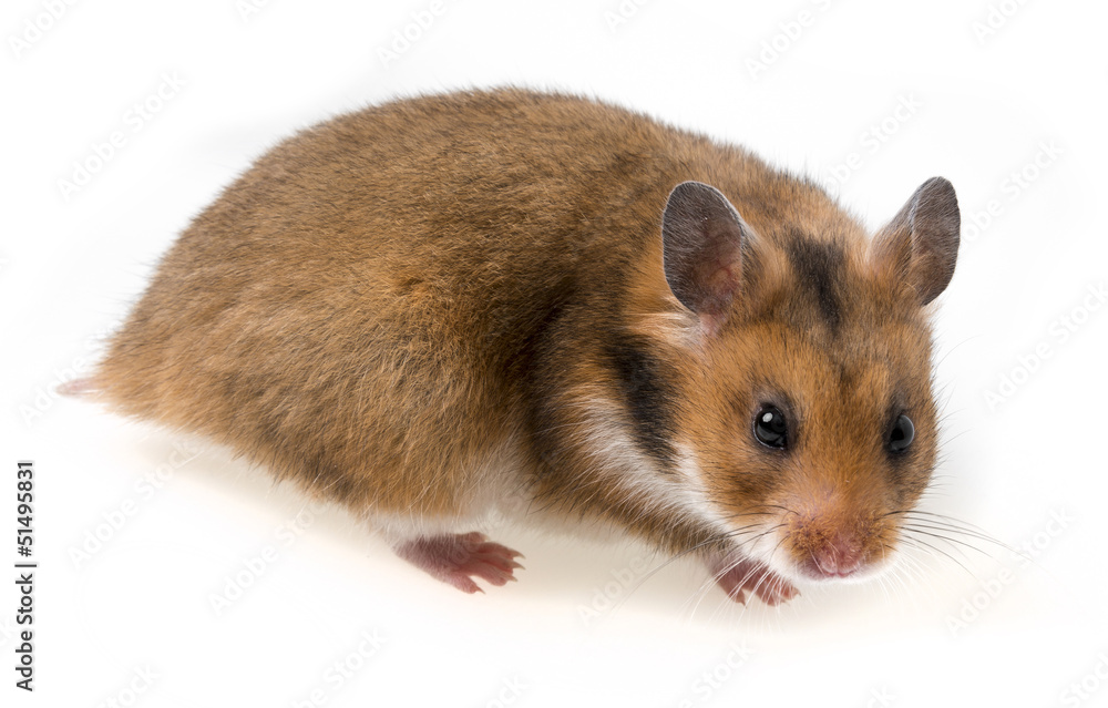 one hamster isolated on a white background one hamster isolated on a white background