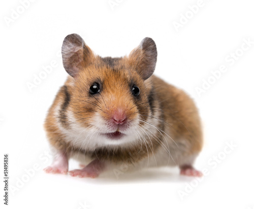 little hamster - white background