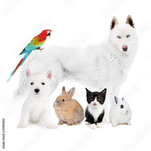 Fototapeta Naklejka Na Ścianę i Meble -  Dogs,cat, bird, rabbits - in front of a white