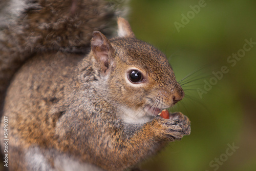 Squirrel Eating Nut © snaptify