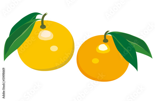 夏みかん　柑橘類