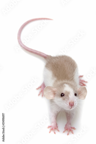 a cute little mouse on white background