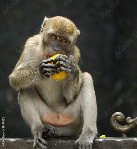 Monkey Eating Traditional Indian Pastry