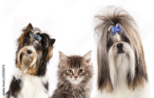 Fototapeta Naklejka Na Ścianę i Meble -  dog of breed shih-tzu and  kitten