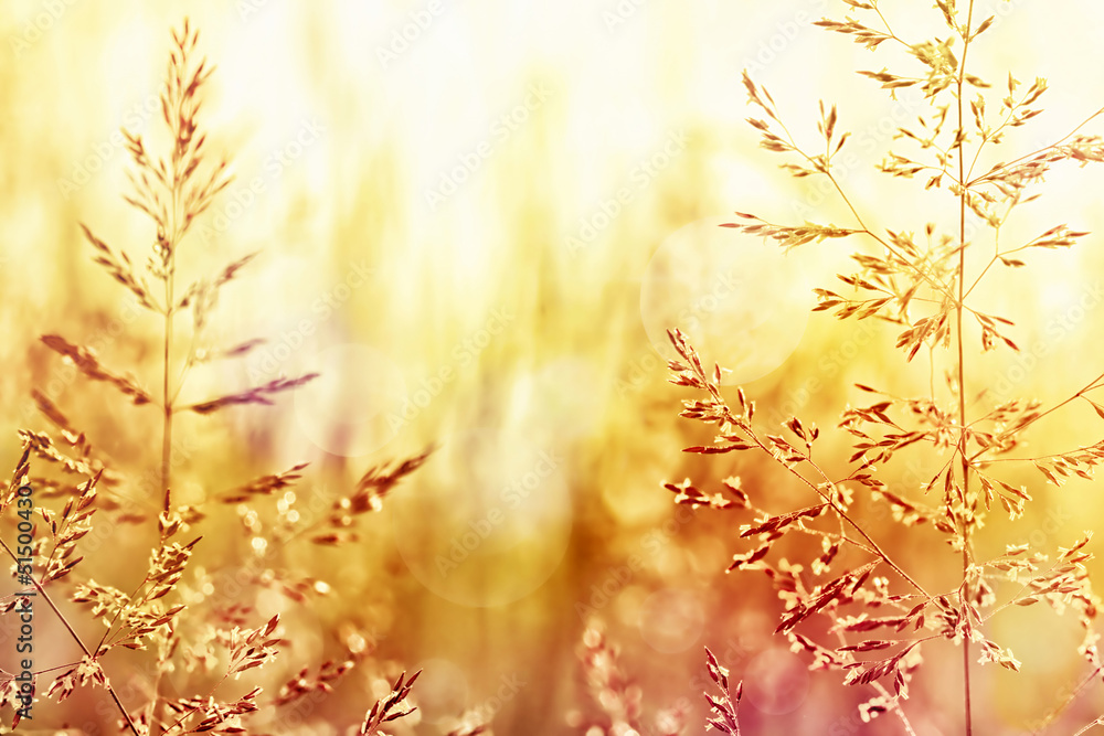 Field of grass at sunset Field of grass at sunset