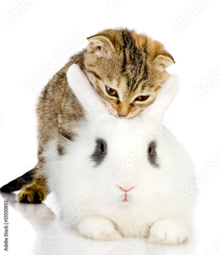 kitten licks a rabbit. isolated on white
