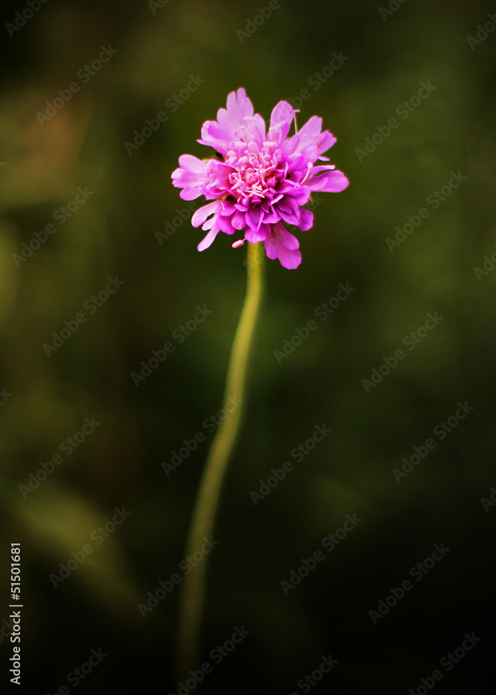 Fototapeta premium Purple Scabiosa