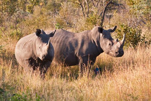 Rhino standing in nature © Alta Oosthuizen