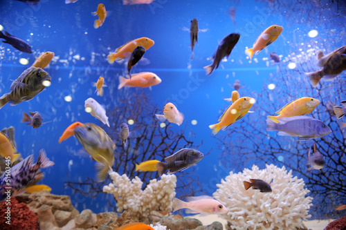 Fototapeta Naklejka Na Ścianę i Meble -  Colorful Fish