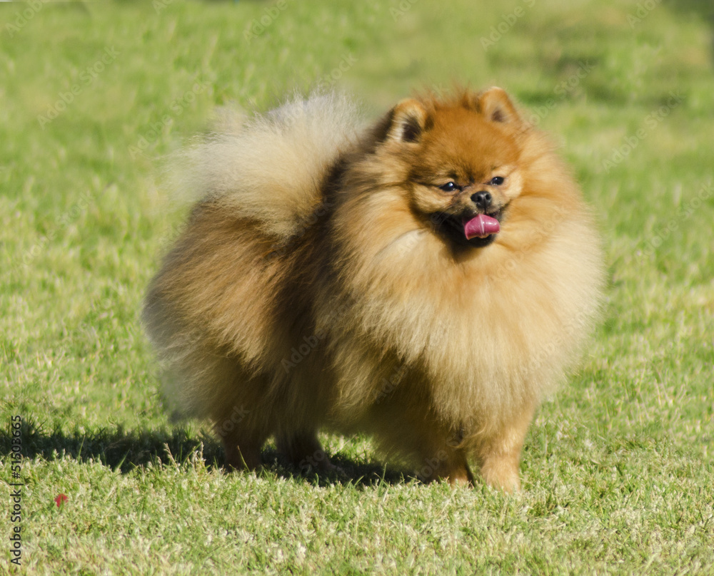 Pomeranian dog