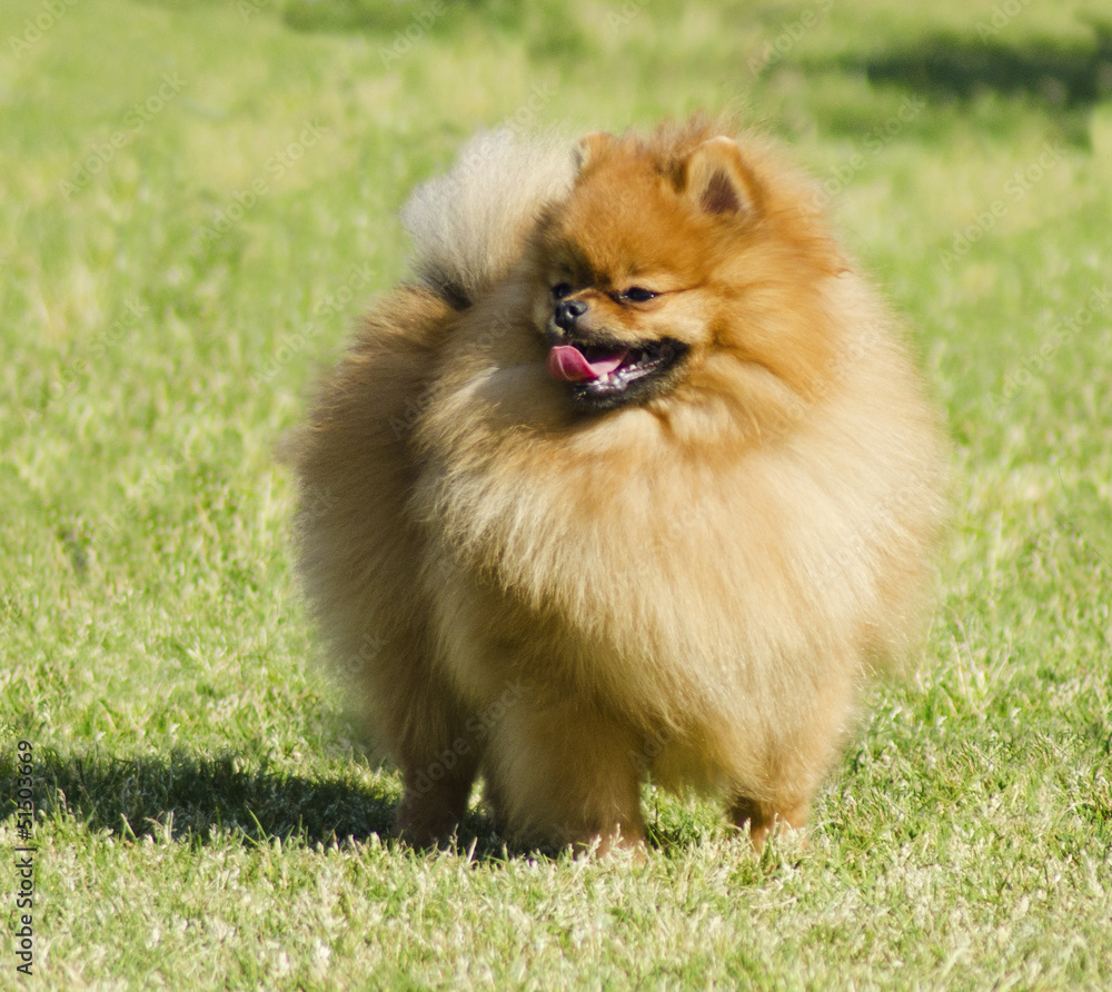 Pomeranian dog Pomeranian dog