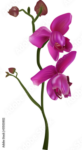 Fototapeta Naklejka Na Ścianę i Meble -  branch with two pink orchid flowers