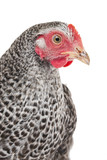 portrait of a hen isolated