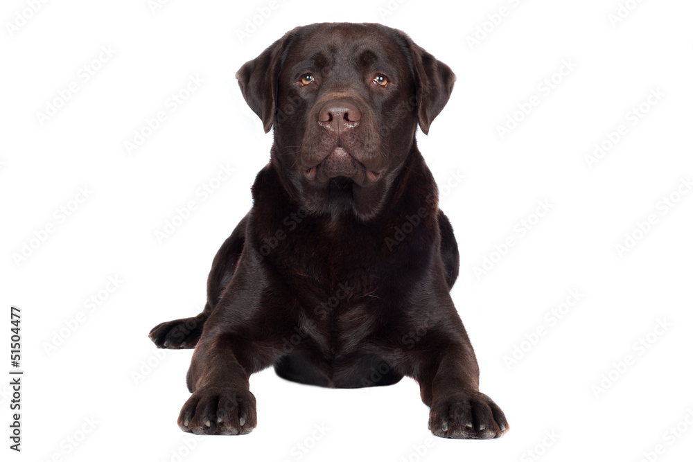 labrador retriever dog lying down