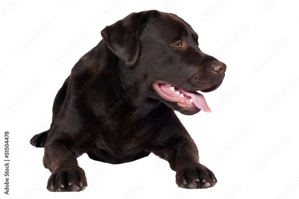 labrador retriever dog lying down