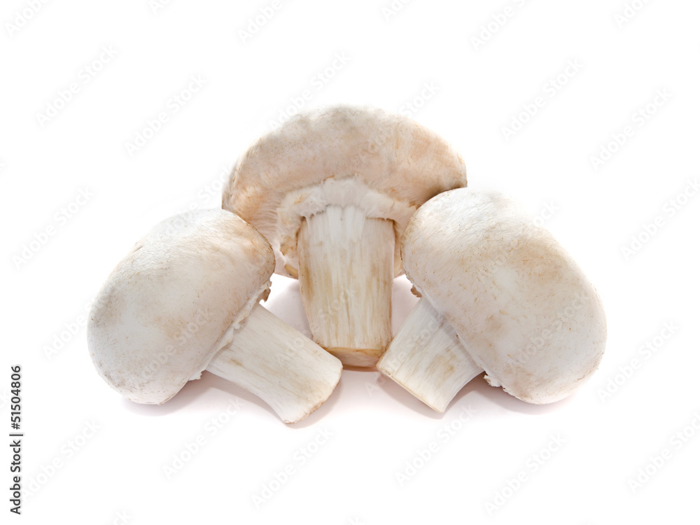 mushrooms mushrooms