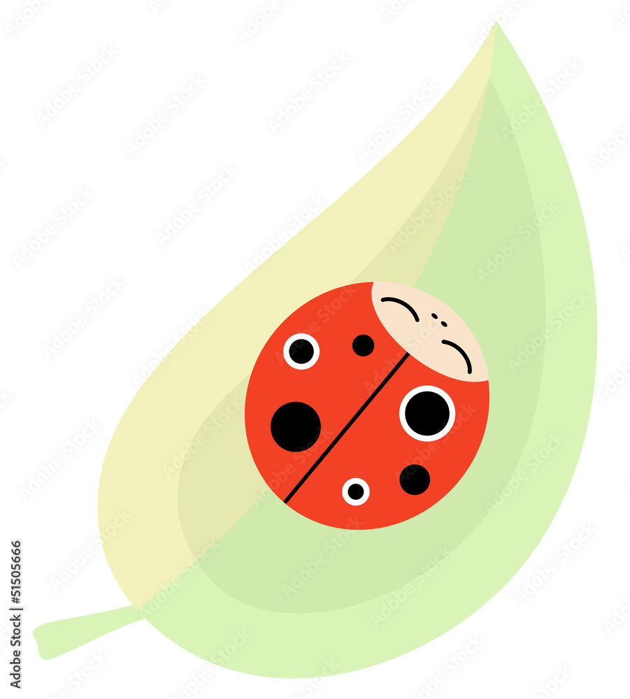 ladybug on a leaf ladybug on a leaf