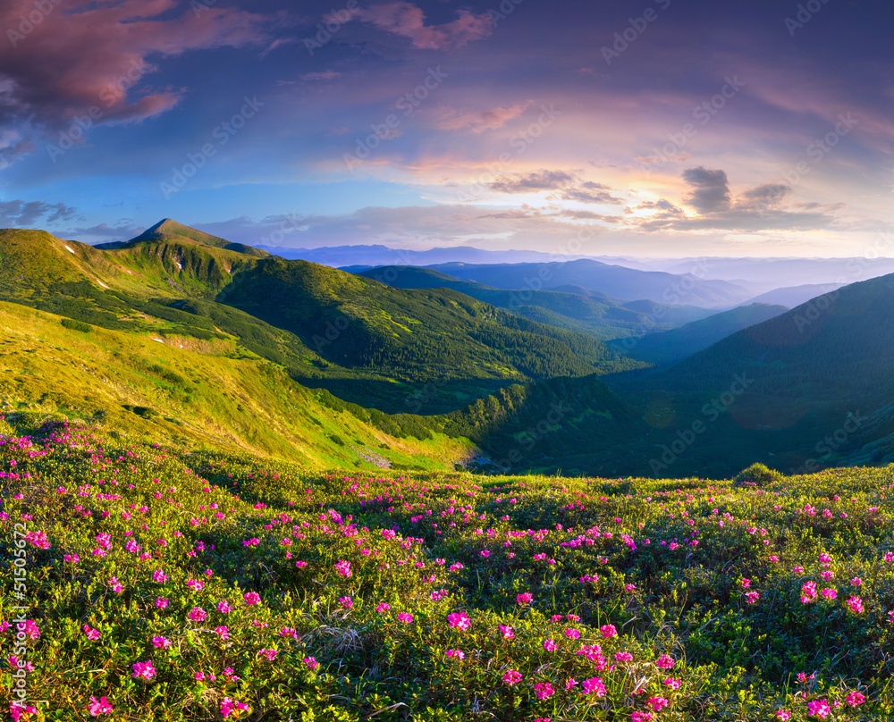 Magic pink rhododendron flowers in the mountains. Summer sunrise Magic pink rhododendron flowers in the mountains. Summer sunrise