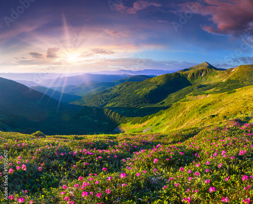 Magic pink rhododendron flowers in the mountains. Summer sunrise photo