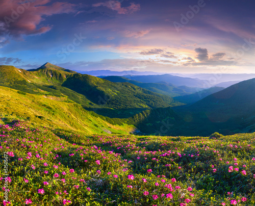 Magic pink rhododendron flowers in the mountains. Summer sunrise