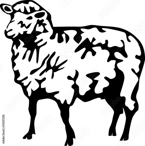 domestic sheep