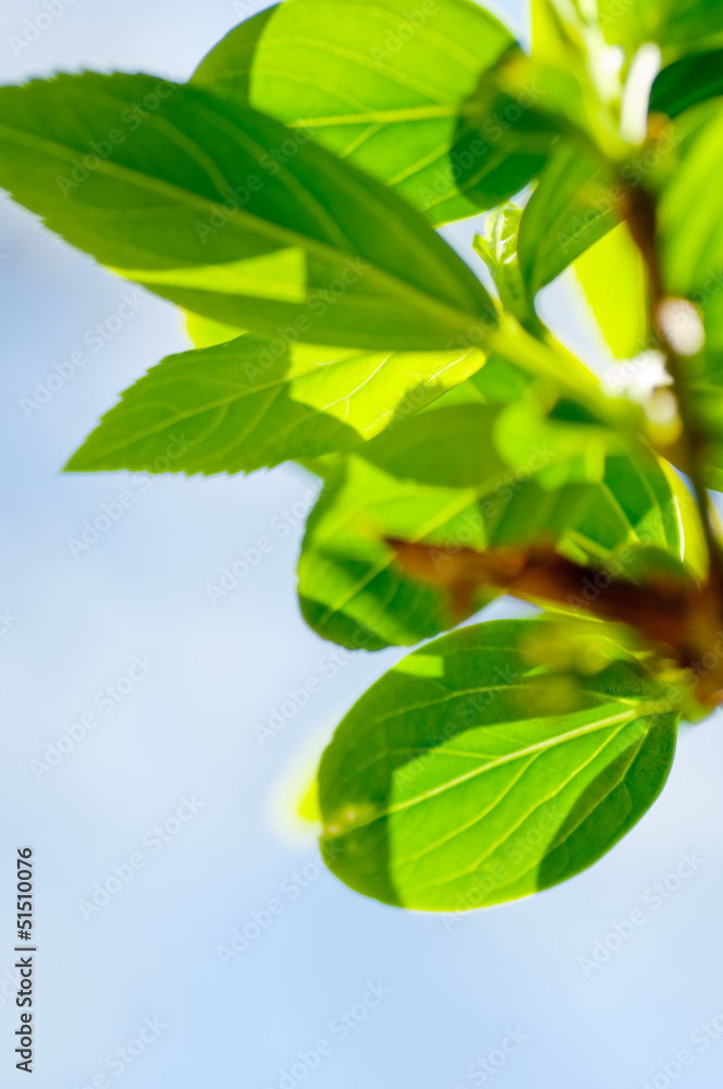 Fototapeta premium 新緑の葉